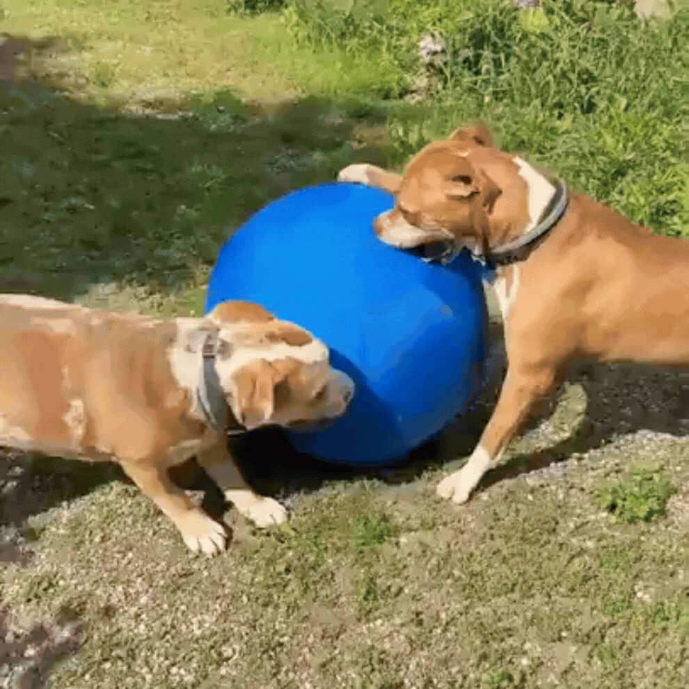 PawRoll | Interactieve speel- en drijfbal voor honden