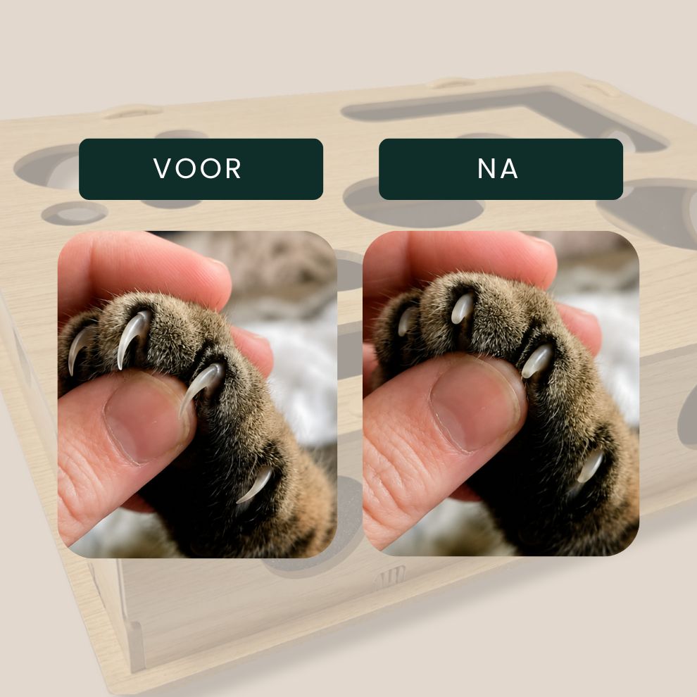 PawScratch| Interactieve krab- & nagelvijlbox voor katten