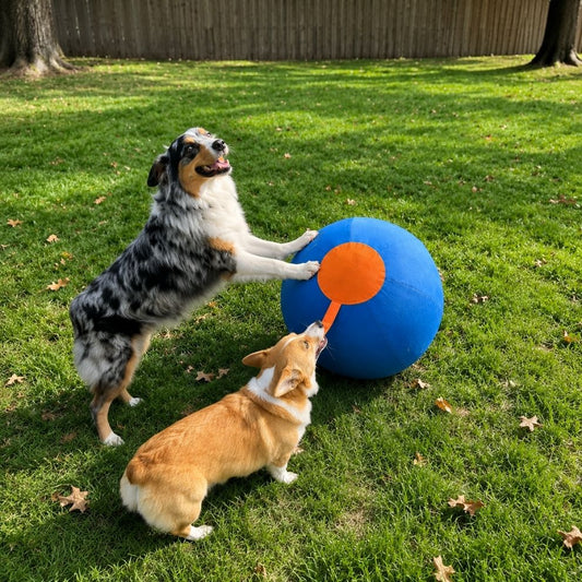 PawRoll |  Interactieve speel- en drijfbal voor honden