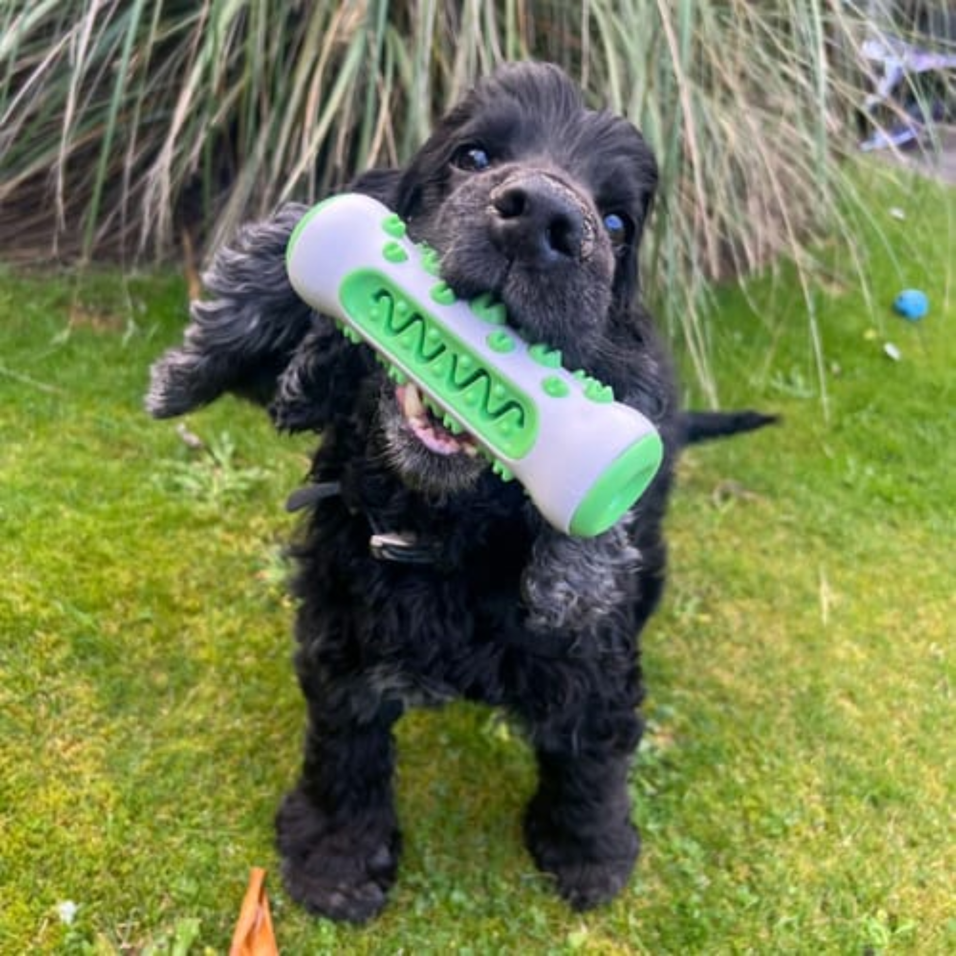 Kauwspeeltje voor honden