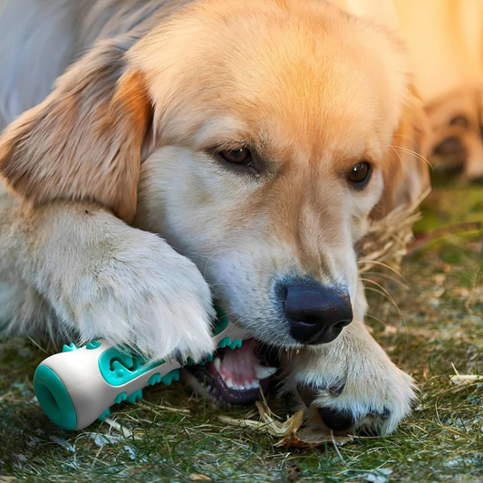 Kauwspeeltje voor honden