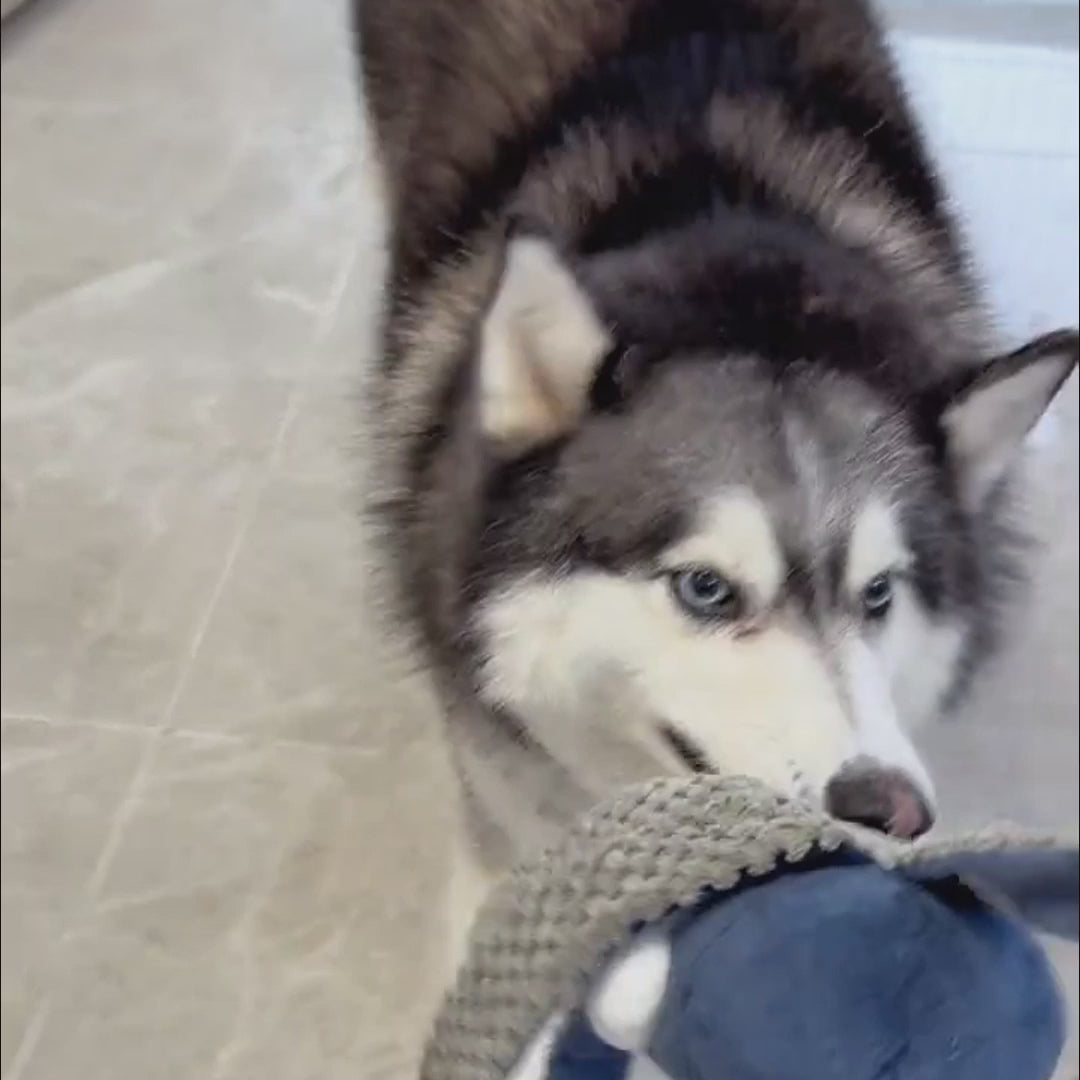 Hond speelt met zachte snuffle octopus knuffel